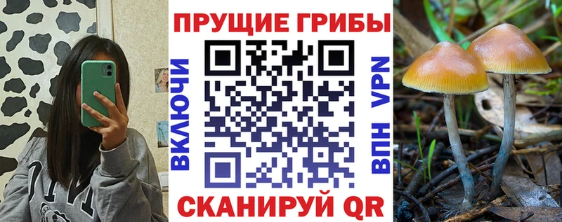 Галлюциногенные грибы Psilocybine cubensis  дарнет шоп  Сургут 